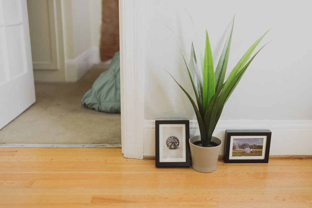 plant and photo frames on the groun